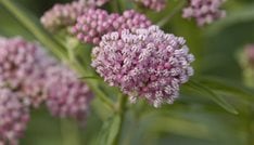 Cinderella Swamp Milkweed