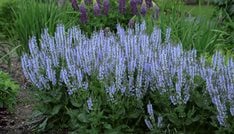 Color Spires Crystal Blue Salvia