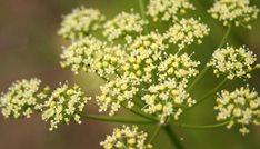 Curly Parsley