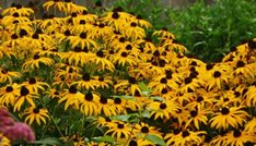 Goldsturn Black-Eyed Susan