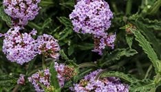 Meteor Shower verbena