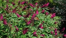 Miss Molly Butterfly Bush