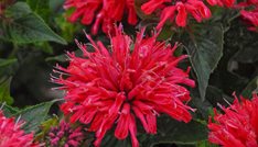 Pardon My Cerise bee balm