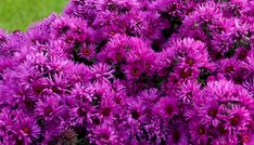 Pink Crush Aster