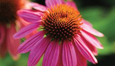 PowWow Wild Berry purple coneflower