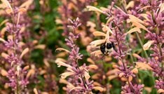 Meant to Bee™ 'Queen Nectarine'