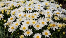 'Spoonful of Sugar' Shasta Daisy