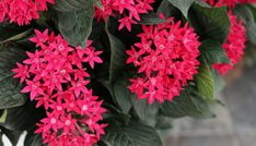 Sunstar Red Pentas