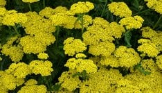 Firefly Sunshine Yarrow