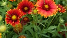 Heat it Up Scarlet Blanket Flower