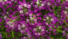 Dark Knight sweet alyssum