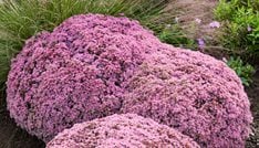 Pride and Joy Sedum