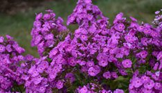 Garden Girls Cover Girl Phlox