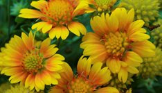 Arizona Apricot blanket flower