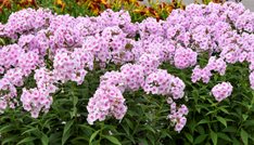 Luminary® 'Opalescence'