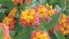 Luscious Berry Blend lantana