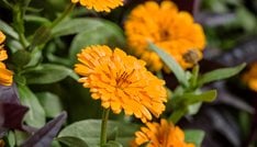 Lady Godiva Orange Calendula