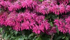 'Leading Lady Razzberry' bee balm