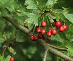 Hawthorn tree fruit