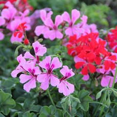 Ivy Geranium, Geranium Peltatum
Shutterstock.com
New York, NY