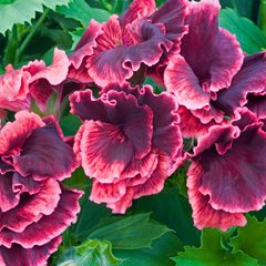 Pelargonium Domesticum, Regal Geranium, Rimfire
Alamy Stock Photo
Brooklyn, NY