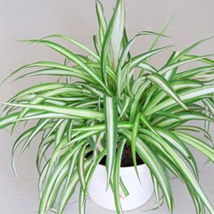 Garden Help Desk: Identifying tiny flowers on your spider plant