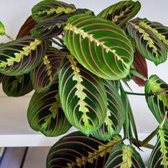 How to Grow and Care for Prayer Plant (Maranta Leuconeura)