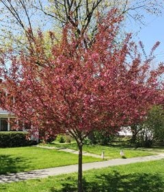 Show Time™ crabapple tree