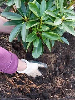 Fall Planting, Shrub Planting, Rhododendron  "Dream Team's" Portland Garden  Alamy Stock Photo  Brooklyn, NY