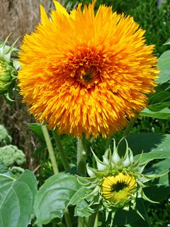 Double Sunflower, Teddy Bear Sunflower.comNew York, NY