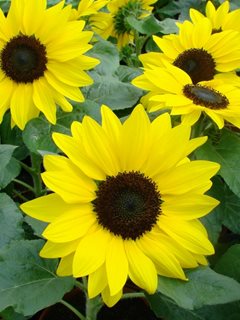 Dwarf Sunflower, Suntastic YellowAll-America SelectionsDowners Grove, IL