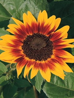 Ring Of Fire Sunflower, Bicolor SunflowerAll-America SelectionsDowners Grove, IL