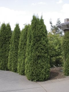 Thuja Smaragd, Arborvitae, Emerald Green
Millette Photomedia