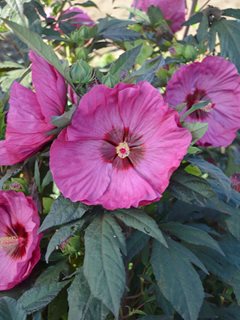 Rose Mallow A Guide To Growing Swamp Hibiscus Garden Design