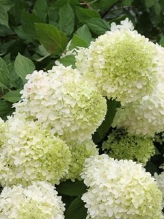 Hydrangeas - How to Grow & Care for Hydrangea Flowers | Garden Design