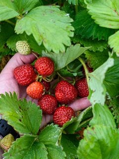 How to Grow Wild Strawberry (Fragaria virginiana)