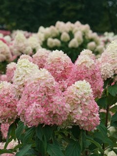 Limelight Hydrangea