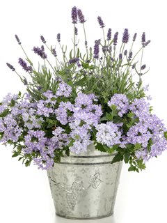 Potted Lavender And Verbena
Proven Winners
Sycamore, IL