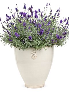 Sweet Romance Lavender In Container
Proven Winners
Sycamore, IL