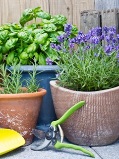 Potted Lavender In Herb Garden
Shutterstock.com
New York, NY
