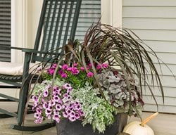 Purple Fall Pot, Fall Flower Pot
Container Garden Pictures
Proven Winners
Sycamore, IL