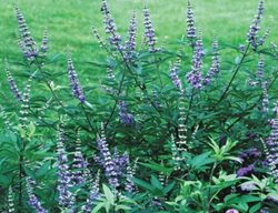 Abbeville Blue Vitex, Vitex Agnus-Castus
Spring Meadow Nursery
Grand Haven, MI