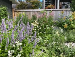 Agastache Purureum Rubra Combo
Fieldwork Design Group
IL