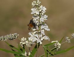 Alba Vitex, Vitex Agnus-Castus
Shutterstock.com
New York, NY