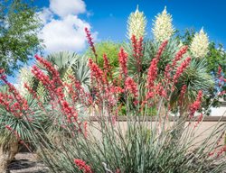 Aloe And Yucca Desert Landscape, Desert Landscaping
Shutterstock.com
New York, NY