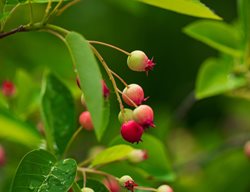 Amelanchier Berries
Shutterstock.com
New York, NY