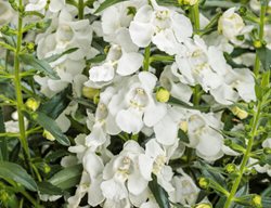 Angelface White Angelonia, White Angelonia
Proven Winners
Sycamore, IL