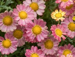 Angelic Sweets Marguerite Daisy, Argyranthemum Frutescens
Shutterstock.com
New York, NY