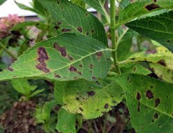 Anthracnose On Hydrangea Leaf, Plant Fungal Disease
Shutterstock.com
New York, NY