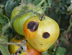 Anthracnose On Tomatoes
Shutterstock.com
New York, NY